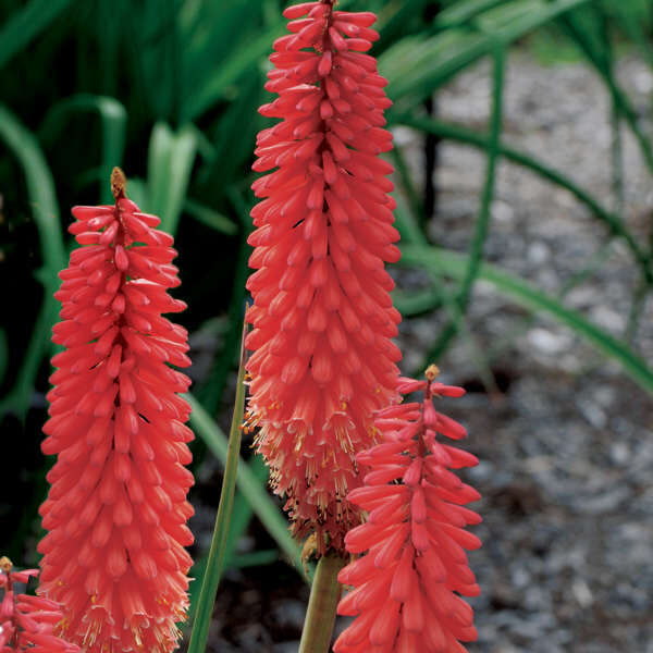 Kniphofia uvaria-3 augi podiņos